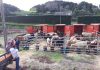 Governo dos Açores já concluiu operação de retirada de bovinos vivos da ilha do Corvo