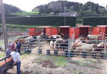 Governo dos Açores já concluiu operação de retirada de bovinos vivos da ilha do Corvo