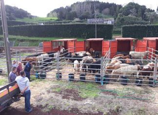 Governo dos Açores já concluiu operação de retirada de bovinos vivos da ilha do Corvo