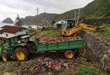 Governo dos Açores implementa projeto piloto para estimular reconversão e reestruturação das vinhas na ilha de Santa Maria
