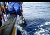 Mau tempo – Federação das Pescas dos Açores preocupada com o rendimento dos pescadores