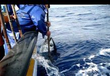 Mau tempo – Federação das Pescas dos Açores preocupada com o rendimento dos pescadores