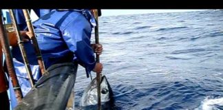 Mau tempo – Federação das Pescas dos Açores preocupada com o rendimento dos pescadores