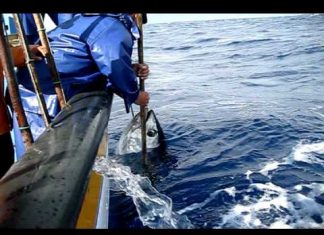 Mau tempo – Federação das Pescas dos Açores preocupada com o rendimento dos pescadores
