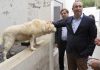 Bem-estar animal – João Ponte assina portaria que reforça proteção de animais de companhia e errantes”