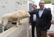 Bem-estar animal – João Ponte assina portaria que reforça proteção de animais de companhia e errantes”