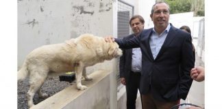 Bem-estar animal – João Ponte assina portaria que reforça proteção de animais de companhia e errantes”