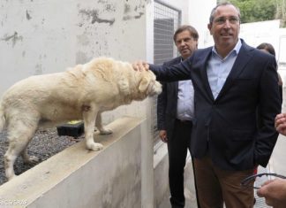 Bem-estar animal – João Ponte assina portaria que reforça proteção de animais de companhia e errantes”