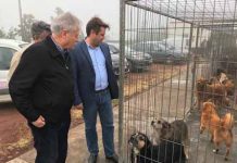 Governo dos Açores está empenhado na promoção de uma cultura de proteção e bem-estar animal, afirma Diretor Regional