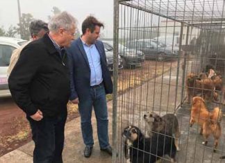 Governo dos Açores está empenhado na promoção de uma cultura de proteção e bem-estar animal, afirma Diretor Regional