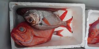 Pescas – Governo define modelo de gestão da quota do goraz, do imperador e de alfonsim para 2020