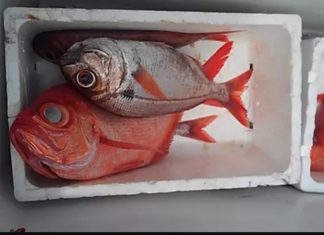 Pescas – Governo define modelo de gestão da quota do goraz, do imperador e de alfonsim para 2020