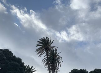Degradação de espécime arbóreo obriga a abate no Largo do Infante