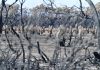 Austrália vai canalizar 1,2 mil milhões de euros para recuperar áreas afetadas pelos incêndios