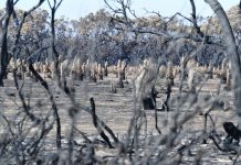 Austrália vai canalizar 1,2 mil milhões de euros para recuperar áreas afetadas pelos incêndios