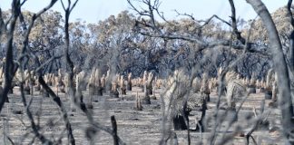 Austrália vai canalizar 1,2 mil milhões de euros para recuperar áreas afetadas pelos incêndios