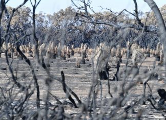 Austrália vai canalizar 1,2 mil milhões de euros para recuperar áreas afetadas pelos incêndios
