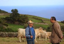 Governo dos Açores reforça cobertura de serviços de medicina veterinária na ilha do Corvo