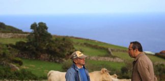 Governo dos Açores reforça cobertura de serviços de medicina veterinária na ilha do Corvo