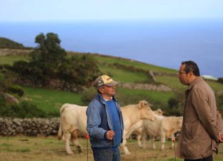 Governo dos Açores reforça cobertura de serviços de medicina veterinária na ilha do Corvo