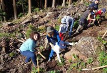 Diretora Regional dos Recursos Florestais destaca importância da cidadania participativa para o futuro da floresta nos Açores