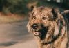 I Feira Açores Animais de Companhia decorre de 13 a 15 de março na ilha Terceira