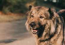 I Feira Açores Animais de Companhia decorre de 13 a 15 de março na ilha Terceira