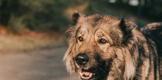 I Feira Açores Animais de Companhia decorre de 13 a 15 de março na ilha Terceira