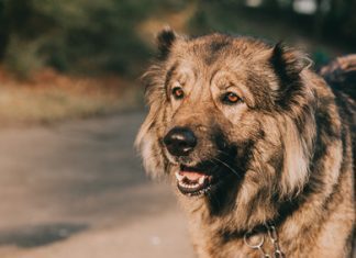 I Feira Açores Animais de Companhia decorre de 13 a 15 de março na ilha Terceira