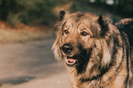 good dog outdoors