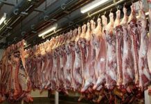Matadouro do Faial com certificado em Bem-Estar Animal Welfair DR