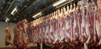 Matadouro do Faial com certificado em Bem-Estar Animal Welfair DR
