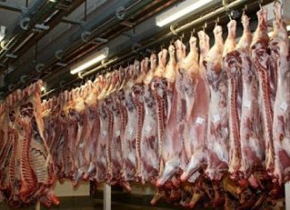 Matadouro do Faial com certificado em Bem-Estar Animal Welfair DR