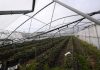 Governo Regional investe mais de 585 mil euros em infraestruturas agrícolas nas ilhas de São Miguel, Terceira e Flores