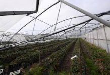 Governo Regional investe mais de 585 mil euros em infraestruturas agrícolas nas ilhas de São Miguel, Terceira e Flores