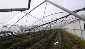 Governo Regional investe mais de 585 mil euros em infraestruturas agrícolas nas ilhas de São Miguel, Terceira e Flores