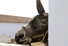 Investigadores apuram técnica de inseminação artificial para preservar Burro de Miranda