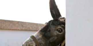 Investigadores apuram técnica de inseminação artificial para preservar Burro de Miranda