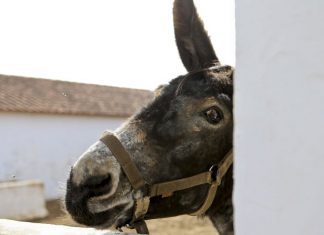 Investigadores apuram técnica de inseminação artificial para preservar Burro de Miranda
