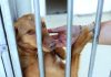 GNR registou mais de 50 queixas por maus-tratos a animais desde o início do ano
