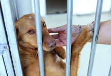 GNR registou mais de 50 queixas por maus-tratos a animais desde o início do ano