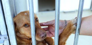 GNR registou mais de 50 queixas por maus-tratos a animais desde o início do ano