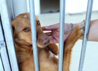 GNR registou mais de 50 queixas por maus-tratos a animais desde o início do ano