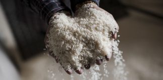 Nova rotulagem do arroz defende agricultores, industriais e consumidores, afirmam os orizicultores do Ribatejo