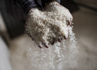 Nova rotulagem do arroz defende agricultores, industriais e consumidores, afirmam os orizicultores do Ribatejo