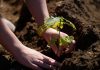 Sintra vai plantar duas mil plantas para reflorestar Serra da Carregueira