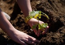 Sintra vai plantar duas mil plantas para reflorestar Serra da Carregueira