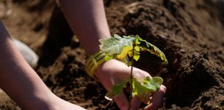 Sintra vai plantar duas mil plantas para reflorestar Serra da Carregueira