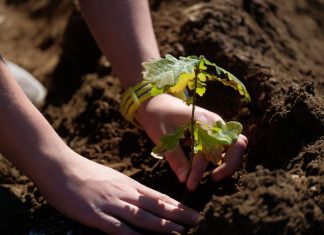 Sintra vai plantar duas mil plantas para reflorestar Serra da Carregueira
