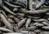 GNR apreendeu mais de uma tonelada de sardinha em Matosinhos. Não podendo ser vendida, foi doada a instituições de solidariedade